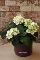 Beyaz Ortanca Bitkisi ile sevdiklerinize gülümseten sürpriz yapmanın tam zamanı. Ürün Boyutu: 45 cm