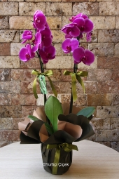 Hayat onun yanındayken daha da kıymetlenir. Göndereceğiniz mor orkide ile sevginizi anlatın. Not: Ambalaj rengi stok durumuna göre değişebilir.<br />
Yaklaşık Ürün Boyutu : 60 cm