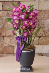 Butik Dendrobium Orkide ve altında taş seramiği ile sevdiklerinizin yaşam alanlarını renklendirecek özel bir sürpriz olacak.