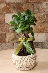 Taş Saksı Bonsai ile sevdiklerinizin yaşam alanlarını renklendirme zamanı! Ürün Boyutu: 24 cm