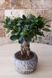 Bodur ağaç görünümlü ev, ofis gibi gönderdiğiniz ortamlara farklı hava katacak bonsai bitkisi sevdikleriniz için güzel bir hediye olacak. Ürün Boyutu: 35 cm