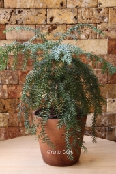 Bodur ağaç görünümlü ev, ofis gibi gönderdiğiniz ortamlara farklı hava katacak bonsai bitkisi sevdikleriniz için güzel bir hediye olacak. Ürün Boyutu: 55 cm