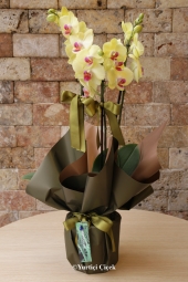 Çift Dallı Sarı Orkide güzelliği ile ruh eşinize unutulmaz bir hediye göndermenin tam zamanı. Hemen sipariş verin, aynı gün gönderelim.