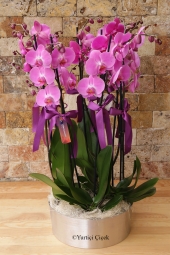 4 Adet Çift Dallı Pembe Orkide ile Hem Zarif Hem de İhtişamlı Bir Hediye Gönderebilir, Kalbinizden Geçenleri Anlatacak  Güzel Bir Saksı Çiçeği Aranjmanı Gönderebilirsiniz. Yaklaşık Ürün Boyutu : 60 cm