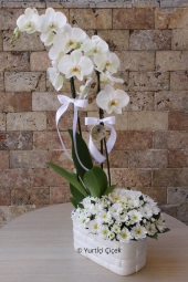 Beyaz Orkide ve Beyaz Papatyalar  Sevginize yakışacak en güzel kelime seviyorum, en görsel hediye ise çiçektir. Sevdiklerinize özel orkide ve papatyalar ile hazırlanan aranjman gönderin.
