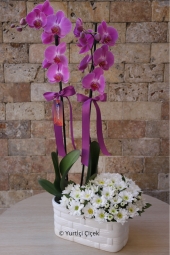 Beyaz seramiğe mor orkide ve beyaz papatyalar ile hazırlanmış aranjman. Sevdiklerinize özel olduklarını hissettirecek.