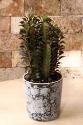 Euphorbia Rubra Kaktüs ile sevdiğinizin yaşam alanını renklendirebilir, radyasyon emecek bir armağan gönderebilirsiniz. Ürün Boyutu: 30 cm