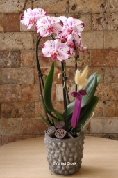 <div>U orkide mutluluk ve huzur veren taba rengiyle sevdiklerinizi mutlu etmeye yetecektir. </div>
<div>Seramik ile beraber ürünün boyutu: 60 cm</div>