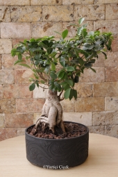 Bodur ağaç görünümlü ev, ofis gibi gönderdiğiniz ortamlara farklı hava katacak bonsai bitkisi sevdikleriniz için güzel bir hediye olacak. Yaklaşık Ürün Boyutu: 35 cm