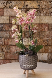  Dikkat çeken bir orkide siparişi vermek istiyorsanız Pembe Bugetto Orkide tam size göre. Yaklaşık Ürün Boyutu: 45 cm