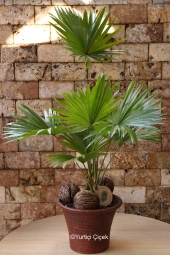 Livistona Palmiye özel seramiği ile ev ve ofisinizin havasını değiştirecek. Boyu: 50 cm