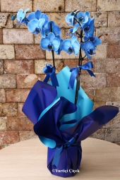 <p>Mavi Orkide    Sevginin ve masumiyetin sembolu mavi orkide sevdiklerinizin  ev, iş yeri, ofis gibi ortamlarına renk katacak harika bir hediye olacak. Yaklaşık Ürün Boyutu : 60 cm<br />
Not: Ambalaj renginde değişiklik olabilir.</p>