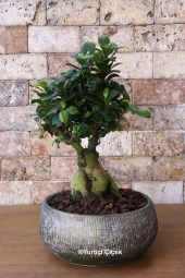 Özel taş seramiğinde bonsai ağacı ile tüm yaşam alanlarınızı renklendirecek bir hediye göndermenin tam zamanı. Ürün Boyutu: 45 cm