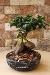 Bodur ağaç görünümlü ev, ofis gibi gönderdiğiniz ortamlara farklı hava katacak bonsai bitkisi sevdikleriniz için güzel bir hediye olacak. Ürün Boyutu: 40 cm