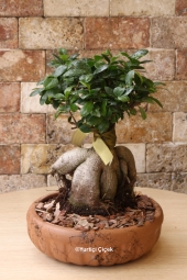Bodur ağaç görünümlü ev, ofis gibi gönderdiğiniz ortamlara farklı hava katacak bonsai bitkisi sevdikleriniz için güzel bir hediye olacak. Ürün Boyutu: 30 cm