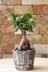 Özel seramiğiyle birlikte hem kendinizi hem de sevdiklerinizi mutlu etmesi için Ficus Bonsai Ağacı tercih edebilirsiniz. Ürün Boyutu: 35 cm