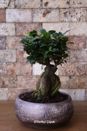 Bodur ağaç görünümlü ev, ofis gibi gönderdiğiniz ortamlara farklı hava katacak bonsai bitkisi sevdikleriniz için güzel bir hediye olacak. Ürün Boyutu: 50 cm