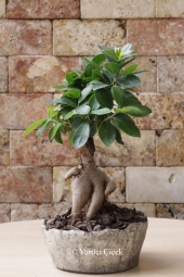 Özel seramiğiyle birlikte sevdiklerinizi mutlu etmesi için Ficus Bonsai Ağacı tercih edebilir, güzel bir sürpriz yapabilirsiniz. Ürün Boyutu: 35 cm