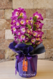 Dendrobium Orkide tüm güzelliği ve muhteşem kokusuyla sevdiklerinizi mest etmek için hazır. Tek yapmanız gereken sipariş vermek. Yaklaşık ürün boyutu: 40 cm. Ürün stok durumuna göre gonca olarak gelmektedir.