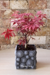 Kırmızı yapraklı özel bonsai evlerinizi, yaşam alanlarınızı renklendirecek ve size, sevdiklerinize mutluluk verecek Bonsai Ağacı bir tık uzağınızda. Ürün Boyutu: 35 cm
