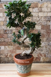 Bodur ağaç görünümlü ev, ofis gibi gönderdiğiniz ortamlara farklı hava katacak bonsai bitkisi sevdikleriniz için güzel bir hediye olacak. Ürün Boyutu: 110 cm