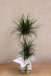 Üçlü Marginata Saksı Bitkisi Gönderdiğiniz her ortamda sizi en güzel şekilde temsil edecek Marginata bitkisi ev, ofis, işyeri gibi yerlerde bakılabilir. Yaklaşık Ürün Boyutu : 100 cm