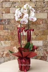 Beyaz Dalmaçyalı Orkide ile sevdiğinize unutulmaz güzellikte bir sürpriz yapmanın tam zamanı. Ürün Boyutu: 60 cm