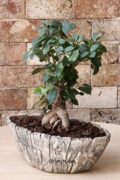 Bonsai bitkisi sevdikleriniz için güzel bir hediye olacak. Yaklaşık Ürün Boyutu: 35 cm