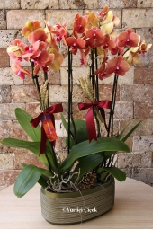  2 kök 6 dal taba rengi orkidenin özel seramiği ile her anınızı özelleştirebilirsiniz.