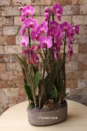  2 kök 4 dal mor rengi orkidenin özel seramiği ile her anınızı özelleştirebilirsiniz.