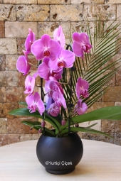  Butik Mor Orkide ile sevdiğinize mutluluk dolu bir sürpriz yapmanın tam zamanı. Ürün Boyutu: 50 cm