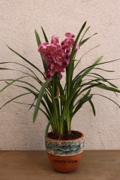  Butik Sarı Orkide ile sevdiğinize mutluluk dolu bir sürpriz yapmanın tam zamanı. Ürün Boyutu: 50 cm