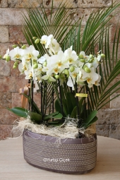 10 Dallı Bugetto Orkide ile sevdiklerinizin en güzel anlarını, orkidelerin en özeliyle kutlayın. Melis Flowers ile en güzelleri bir tık uzağınızda.<br />