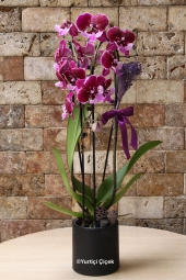  U orkide mutluluk ve huzur veren taba rengiyle sevdiklerinizi mutlu etmeye yetecektir. 
<div>Seramik ile beraber ürünün boyutu: 40 cm</div>