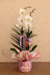 Canım Sevgilim Serisi ile Sevgilinize Beyaz Orkideyi hediye edebilirsiniz.<br />
2 Dallı Beyaz Orkideye dekoratif kuru çiçeklerimiz çok yakıştı. <br />
Boy: 65 cm