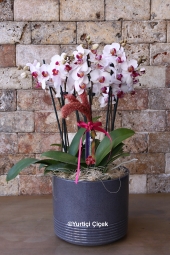 Canım Sevgilim Serisi ile Sevgilinize Özel Beyaz - Pembe Orkideyi hediye edebilirsiniz.<br />
5 Dallı Özel Rengi Beyaz - Pembe Orkidemize Lavanta süslerimiz çok yakıştı. <br />
Bir dalda birden fazla çiçeği ile göz kamaştırıyor!<br />
Boy:  50 cm