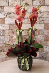 Canım Sevgilim Serisi ile Sevgilinize Taba Renk Orkideyi hediye edebilirsiniz.<br />
2 Dallı Taba Renk Orkidemize Lavanta süslerimiz çok yakıştı. <br />
Boy: 60 cm