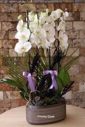  Canım Sevgilim Serisi ile Sevgilinize Beyaz Orkideyi hediye edebilirsiniz.<br />
4 Dallı Beyaz Orkidemize Lavanta süslerimiz çok yakıştı. <br />
Boy: 65 cm<br />
<strong>Not: Alt Seramik Stok Durumuna Göre Değişebilir.</strong>