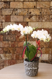 Özel Renk Orkide Serisi <br />
Hediyelerin En Güzeli Çiçek, Çiçeklerin ise En Güzeli Orkidedir.<br />
Özel Seramiği ile Özel Beyaz Renk Orkideyi En Sevdiğinize Gönderin! <br />
Ürün Boyutu: 45 cm