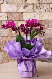  Özel Renk Orkide Serisi 3<br />
Hediyelerin En Güzeli Çiçek, Çiçeklerin ise En Güzeli Orkidedir.<br />
Özel Seramiği ile Özel Mor Renk Orkideyi En Sevdiğinize Gönderin! <br />
Ürün Boyutu: 50 cm