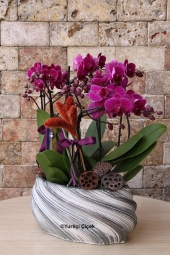  Özel Renk Orkide Serisi <br />
Hediyelerin En Güzeli Çiçek, Çiçeklerin ise En Güzeli Orkidedir.<br />
Özel Seramiği ile Özel Koyu Mor Renk Orkideyi En Sevdiğinize Gönderin! <br />
Ürün Boyutu: 35 cm