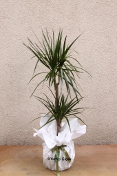 2li Marginata Saksı Çiçeği   Gönderdiğiniz her ortamda sizi en güzel şekilde temsil edecek Marginata bitkisi ev, ofis, işyeri gibi yerlerde bakılabilir. Yaklaşık Ürün Boyutu : 80 cm