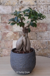 Özel taş seramiğinde bonsai ağacı ile tüm yaşam alanlarınızı renklendirecek bir hediye göndermenin tam zamanı. Ürün Boyutu: 45 cm
